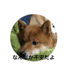 柴犬のほのぼの元気くん①（個別スタンプ：5）