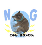 柴犬のほのぼの元気くん①（個別スタンプ：6）
