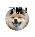 柴犬のほのぼの元気くん①（個別スタンプ：7）