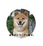 柴犬のほのぼの元気くん①（個別スタンプ：8）