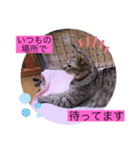 ガッシーねこーずシリーズこしょう（個別スタンプ：9）