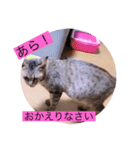 ガッシーねこーずシリーズこしょう（個別スタンプ：11）