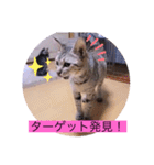 ガッシーねこーずシリーズこしょう（個別スタンプ：26）