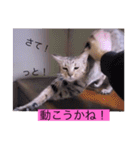 ガッシーねこーずシリーズこしょう（個別スタンプ：31）