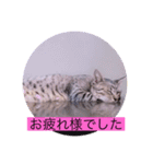 ガッシーねこーずシリーズこしょう（個別スタンプ：39）