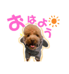 クララちゃんのスタンプ集（個別スタンプ：1）