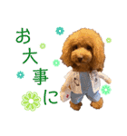 クララちゃんのスタンプ集（個別スタンプ：3）