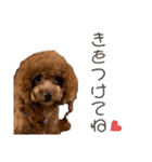 クララちゃんのスタンプ集（個別スタンプ：8）