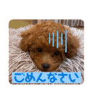 クララちゃんのスタンプ集（個別スタンプ：9）