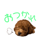 クララちゃんのスタンプ集（個別スタンプ：12）