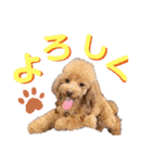クララちゃんのスタンプ集（個別スタンプ：13）