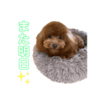 クララちゃんのスタンプ集（個別スタンプ：15）
