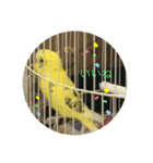 セキセイインコのスタンプ その20（個別スタンプ：1）