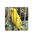 セキセイインコのスタンプ その20（個別スタンプ：2）