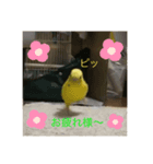 セキセイインコのスタンプ その20（個別スタンプ：3）