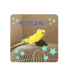 セキセイインコのスタンプ その20（個別スタンプ：4）