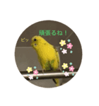 セキセイインコのスタンプ その20（個別スタンプ：7）