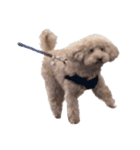 人面犬リズ♡2弾（個別スタンプ：1）