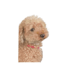 人面犬リズ♡2弾（個別スタンプ：3）