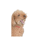 人面犬リズ♡2弾（個別スタンプ：4）
