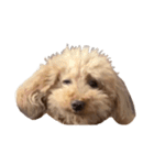 人面犬リズ♡2弾（個別スタンプ：5）