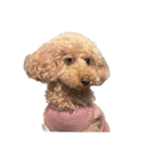 人面犬リズ♡2弾（個別スタンプ：8）