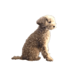 人面犬リズ♡2弾（個別スタンプ：10）