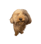 人面犬リズ♡2弾（個別スタンプ：11）