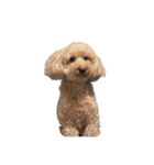 人面犬リズ♡2弾（個別スタンプ：12）