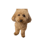 人面犬リズ♡2弾（個別スタンプ：13）
