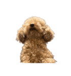 人面犬リズ♡2弾（個別スタンプ：14）