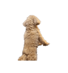 人面犬リズ♡2弾（個別スタンプ：15）