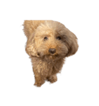 人面犬リズ♡2弾（個別スタンプ：16）