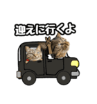 猫(キジとトラ)日常で使えるスタンプ②（個別スタンプ：30）