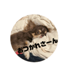 犬三昧Ver21（個別スタンプ：1）