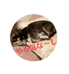 犬三昧Ver21（個別スタンプ：2）