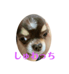 犬三昧Ver21（個別スタンプ：3）