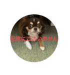 犬三昧Ver21（個別スタンプ：4）