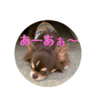 犬三昧Ver21（個別スタンプ：5）