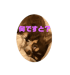 犬三昧Ver21（個別スタンプ：6）