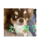 犬三昧Ver21（個別スタンプ：8）