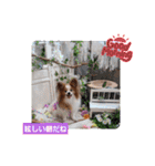 ぱぴぱぴパピヨン75（個別スタンプ：2）