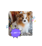 ぱぴぱぴパピヨン75（個別スタンプ：7）