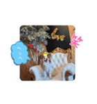 ぱぴぱぴパピヨン75（個別スタンプ：9）