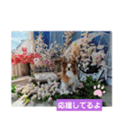 ぱぴぱぴパピヨン75（個別スタンプ：12）