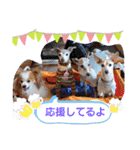 ぱぴぱぴパピヨン75（個別スタンプ：13）