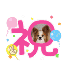 ぱぴぱぴパピヨン75（個別スタンプ：14）