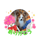 ぱぴぱぴパピヨン75（個別スタンプ：19）