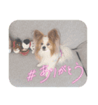 ぱぴぱぴパピヨン75（個別スタンプ：20）