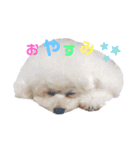 takaponちのくまたん✩.*˚（個別スタンプ：2）